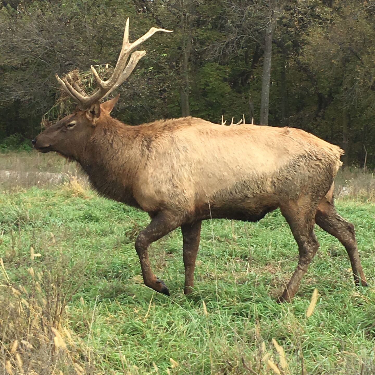 Elk